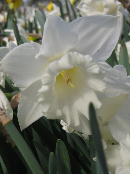 Narcis Mount Hood        (Trompet narcis)  Prachtige statige trompetnarcis.   Bij aanvang van de bloei is de kleur nog eerder crèmegeel, maar die verkleurt later naar ivoorwit.