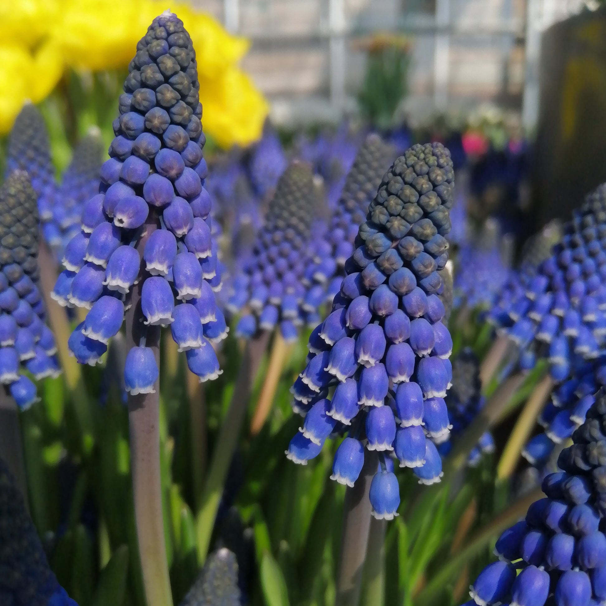 Muscari Lindsay®    Prijswinnende nieuwe soort, bestel ze nu eenvoudig online! 