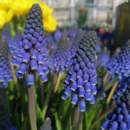 Muscari Lindsay®    Prijswinnende nieuwe soort, bestel ze nu eenvoudig online! 