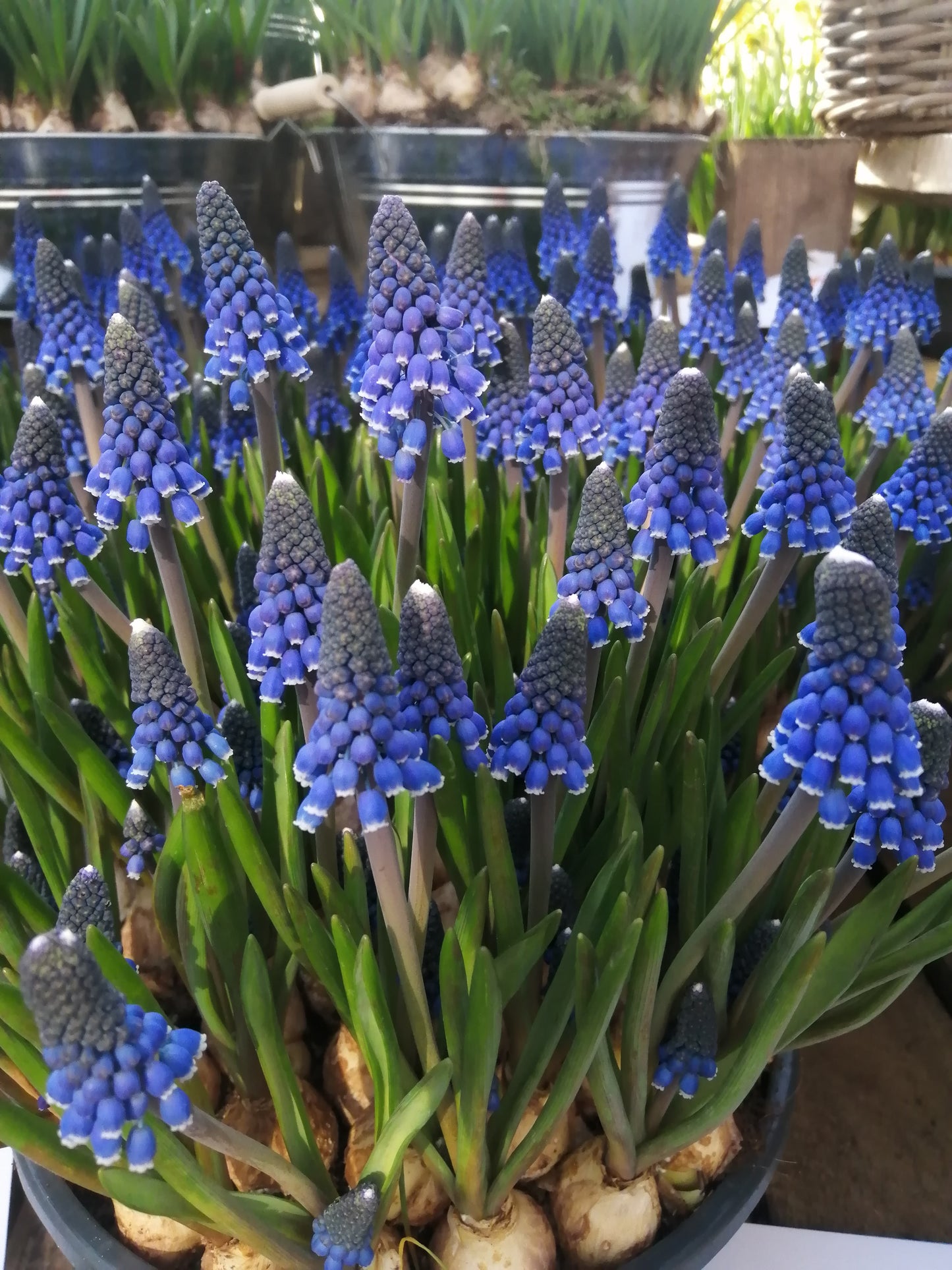 Blauwe druifjes vragen niet veel van je. Je kunt ze bijna overal planten: in de border, onder bomen en heesters.  Bestel ze nu eenvoudig online
