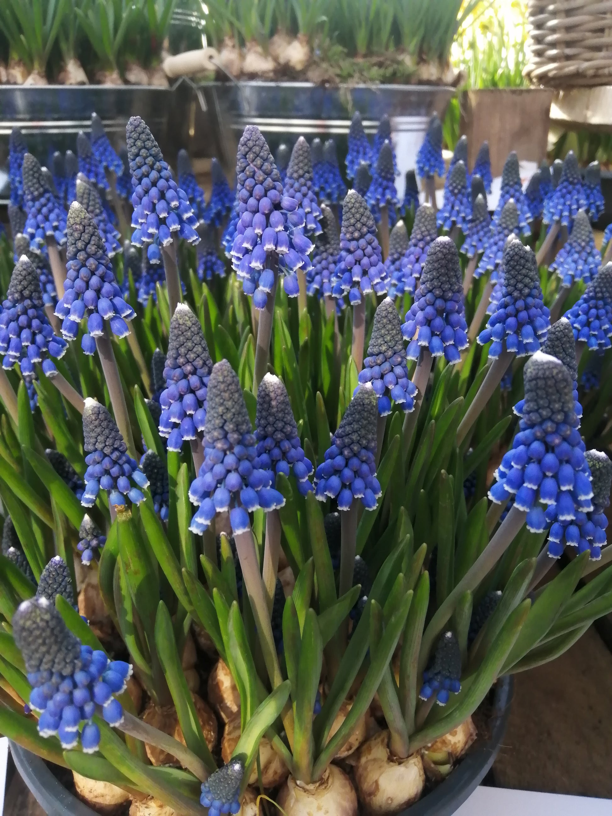 Blauwe druifjes vragen niet veel van je. Je kunt ze bijna overal planten: in de border, onder bomen en heesters.  Bestel ze nu eenvoudig online