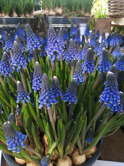 Blauwe druifjes vragen niet veel van je. Je kunt ze bijna overal planten: in de border, onder bomen en heesters.  Bestel ze nu eenvoudig online