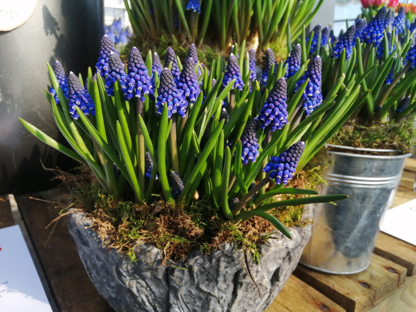 Muscari Lindsay, nieuwe mooie en stevige soort.  Bestel ze nu eenvoudig online