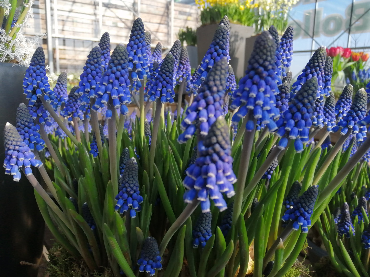 Muscari Lindsay, absolute beauty, nu te koop in onze webwinkel www.bulbes.net 
