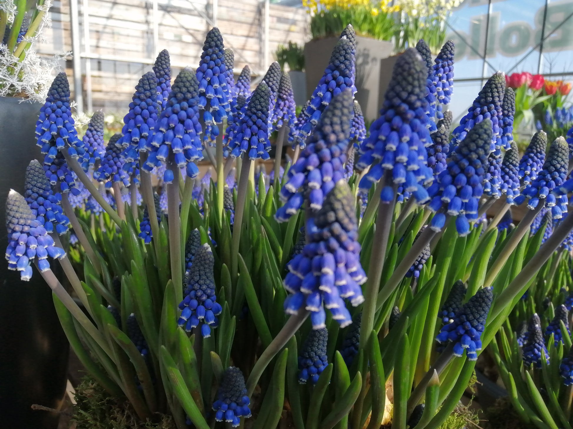 Muscari Lindsay, absolute beauty, nu te koop in onze webwinkel www.bulbes.net 
