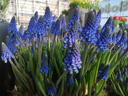 Muscari Lindsay, absolute beauty, nu te koop in onze webwinkel www.bulbes.net 