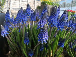 Muscari Lindsay, absolute beauty, nu te koop in onze webwinkel www.bulbes.net 