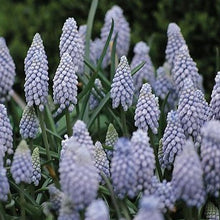 Afbeelding in Gallery-weergave laden, Muscari Valerie Finnis.  Vrij nieuwe soort, met prachtig mooie porseleinblauwe bloemen.  Genoemd naar een Engelse fotografe.
