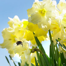 Lade das Bild in den Galerie-Viewer, Spleetkronige narcis bloeit met grote roomgele bloemen met een gespleten gele trompet. 
