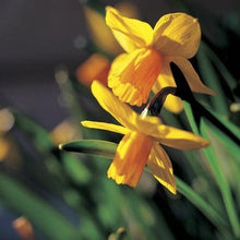 Lade das Bild in den Galerie-Viewer, Botanische Narcis Jetfire        (Cyclamineus narcis)  Het trompetje is fris oranje van kleur en steekt af tegen de krans van achteruitgetrokken goudgele bloemblaadjes. 
