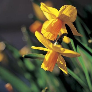 Botanische Narcis Jetfire        (Cyclamineus narcis)  Het trompetje is fris oranje van kleur en steekt af tegen de krans van achteruitgetrokken goudgele bloemblaadjes. 
