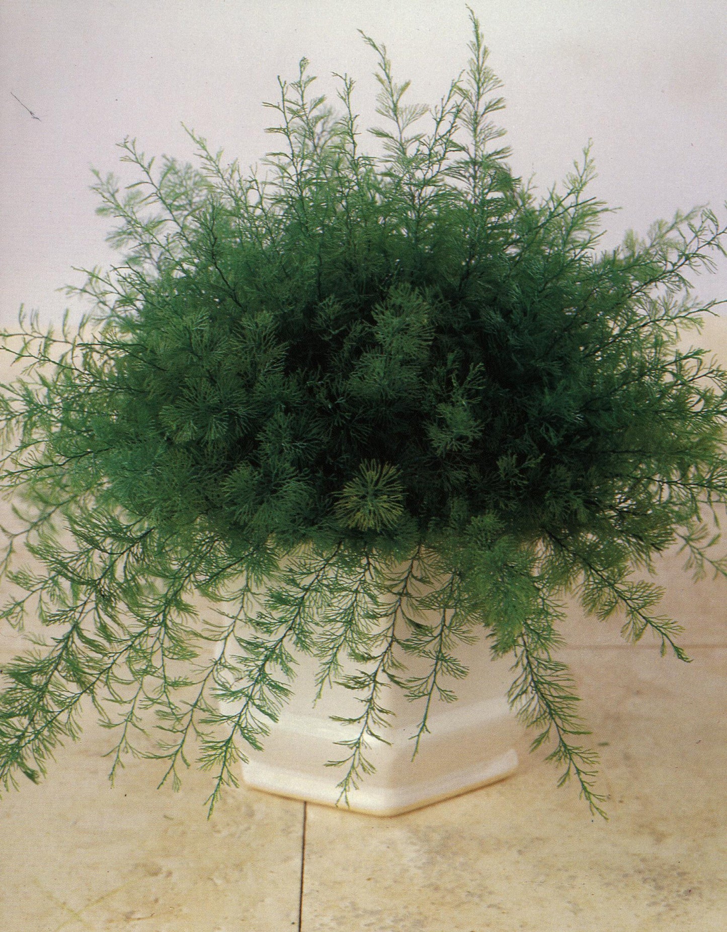 Decoratief voorbeeld.  U kan zelf het plantje in andere potten zetten