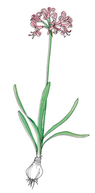 Nerine. Het is ook een prima snijbloem met een vaasleven van wel 12 dagen
