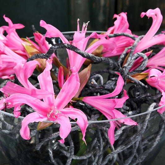 Nerine Bowdenii.    De naam zou zijn afgeleid van de Griekse zeenimfen Nereis. 