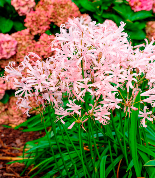 De Nerine Vesta is in het bijzonder geschikt voor toepassing in de tuin, pluktuin of op de pot. Dit samen met haar fragiele zalm-roze bloemen is de Nerine Vesta een veelzijdige en karakteristieke herfstbloeier. 
