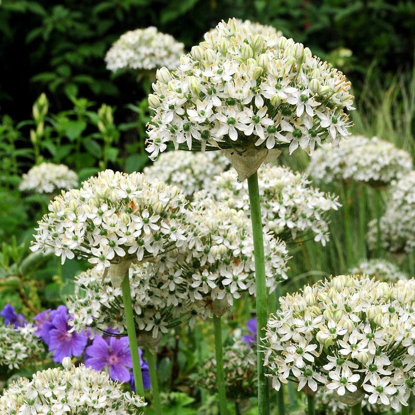 Allium Nigrum (Multibulbosum)  (zwarte look)  Ondanks de naam heeft deze soort een groenwit half bolvormig scherm met geurende bloemen.