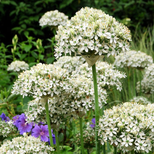 Allium Nigrum (Multibulbosum)  (zwarte look)  Ondanks de naam heeft deze soort een groenwit half bolvormig scherm met geurende bloemen.