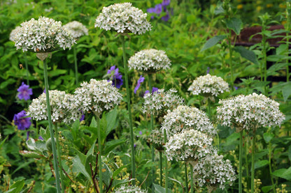 Allium Nigrum.  Ondanks de naam heeft deze soort een groenwit, half bolvormig scherm met  geurende bloemen. Op ieder bloemblaadje een groene middennerf.