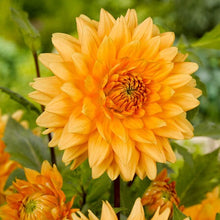 Lade das Bild in den Galerie-Viewer, Dahlia Noordwijks Glorie              Decoratieve Dahlia met oranje bloemen van midden zomer tot diep in het najaar.  Soms ook Glorie van Noordwijk genoemd
