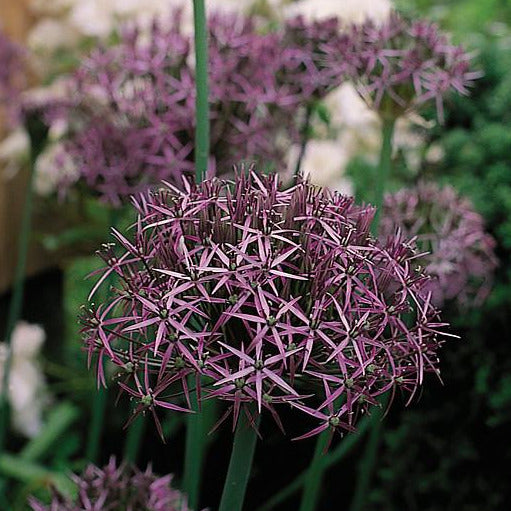 Allium Christophii.  bestel uw alliums nu makkelijk en snel online! 