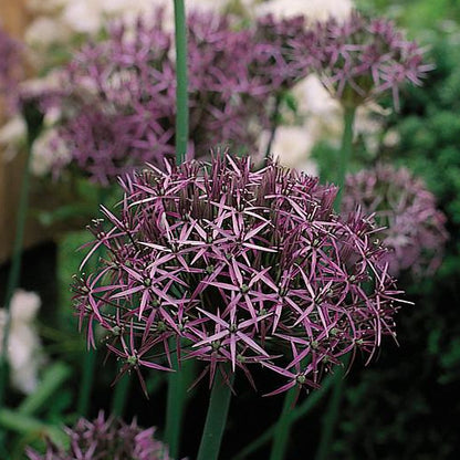 Allium Christophii.  bestel uw alliums nu makkelijk en snel online! 