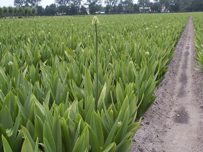 Ornithogalum Saundersiae.    Bestel ze nu eenvoudig online en plant ze dit voorjaar voor een mooie kleurrijke tuin of terras in de zomer!  