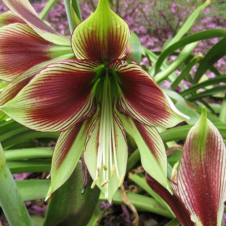 Amaryllis Papilio  (Hippeastrum Cybister, Spider soorten)  Een fascinerende amaryllis met ongelofelijke kleuren waar je maar blijft heen kijken  