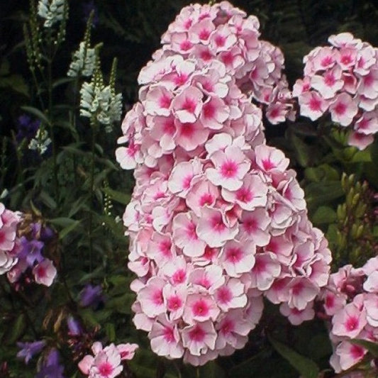 Phlox Bright Eyes (Phlox paniculata).  Soort met geurende, lichtroze bloemen met een paarsrood oog