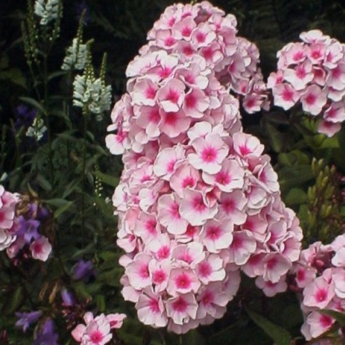 Phlox Bright Eyes (Phlox paniculata).  Soort met geurende, lichtroze bloemen met een paarsrood oog