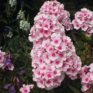 Phlox Bright Eyes (Phlox paniculata).  Soort met geurende, lichtroze bloemen met een paarsrood oog