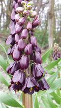 Lade das Bild in den Galerie-Viewer, Fritillaria Purple Dynamite, koop nu eenvoudig online
