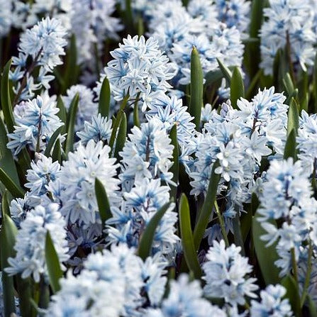 Puschkinia Libanotica    (Scilloides var libanotica)     Een zeer makkelijk bolgewas met mooie kleine blauw witte bloemen.   Zeer goed geschikt om te laten verwilderen.
