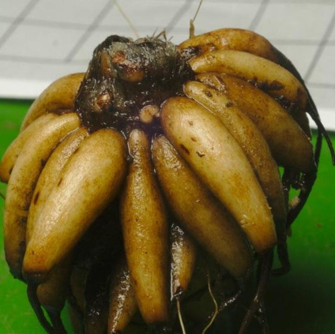 Wanneer je zomerbloembollen kopen?   Bestel ze nu eenvoudig online en plant ze dit voorjaar voor een mooie kleurrijke tuin of terras in de zomer! 