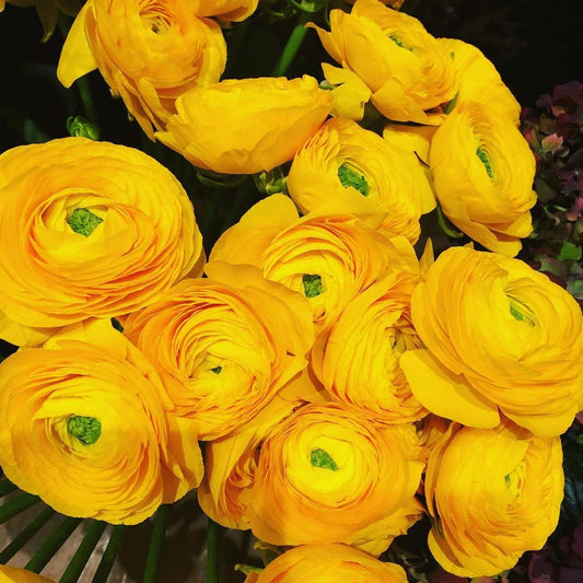 Ranunculus geel.    Wanneer je zomerbloembollen kopen?   Bestel ze nu eenvoudig online en plant ze dit voorjaar