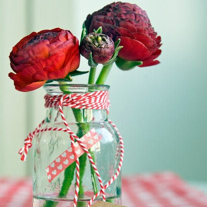 Ranunculus  (of ranonkel) staan mooi in elke tuin of terras, maar zijn ook mooie snijbloemen.  