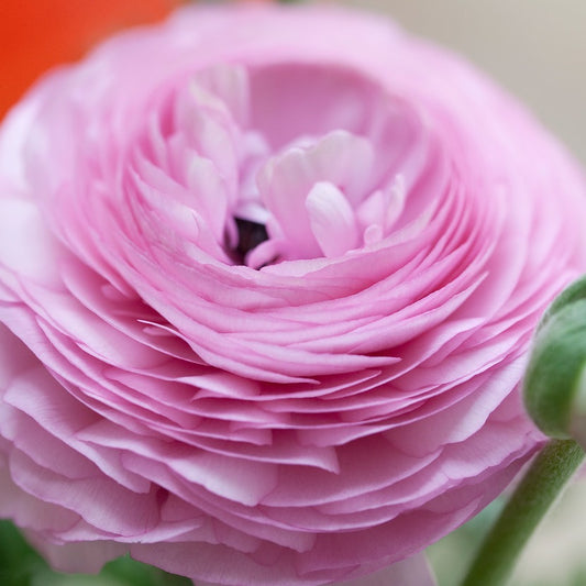 Ranunculus roze    