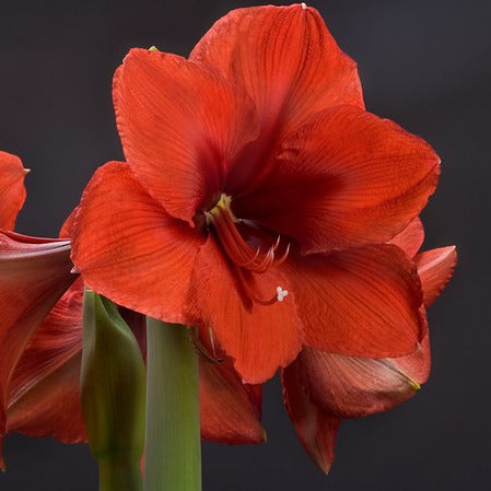 Amaryllis (Hippeastrum) rood ‘Red Lion’