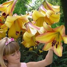 Charger l&#39;image dans la galerie, Lilium (lelie) Rising Moon  (OT Hybride lelies of boomlelies)   Behoort tot een nieuwe kruising, ook wel super lelies genoemd, vanwege hun lengte. Kan tot wel 1.80 cm groeien. Een droom van een geel/roze lelie: groot (tot 2,5 m!), elegant en mooi qua contrast.
