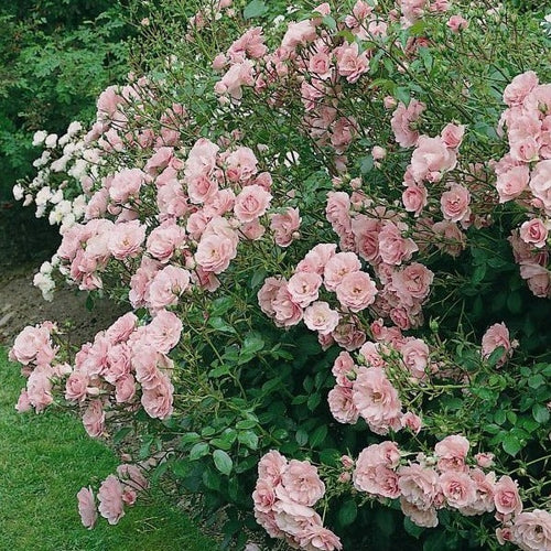 Rosa Polyantha The Fairy.  Bestel uw rozen nu eenvoudig online    