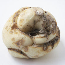 Afbeelding in Gallery-weergave laden, De bol van een fritillaria 
