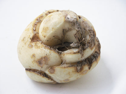 Bol van een Fritillaria