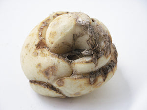 Bol van een Fritillaria