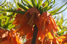 Lade das Bild in den Galerie-Viewer, Fritillaria Rubra  (Fritillaria Imperialis)  Ook bekend als Keizerskroon.  Zeer statige  oranje rode bloemen  op hoge stengel.  Licht gedraaid in de grond planten zodat het water niet in de holte blijft staan.  Minstens 15 cm diep planten.
