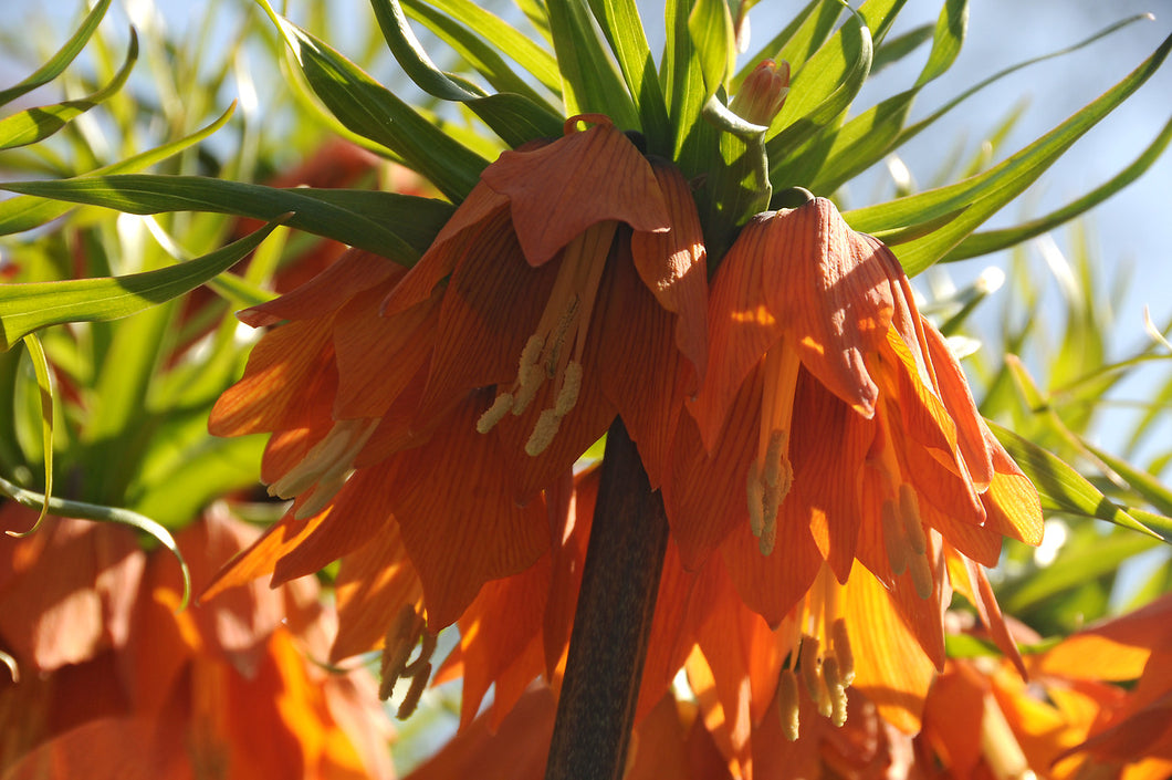 Fritillaria Rubra  (Fritillaria Imperialis)  Ook bekend als Keizerskroon.  Zeer statige  oranje rode bloemen  op hoge stengel.  Licht gedraaid in de grond planten zodat het water niet in de holte blijft staan.  Minstens 15 cm diep planten.