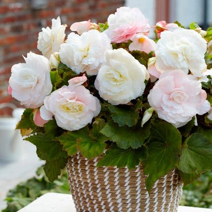 Begonia Superba wit, een absolute beauty!