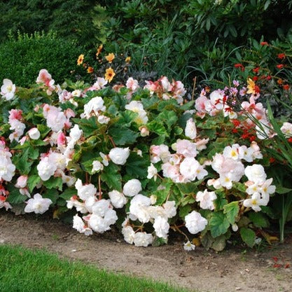 Begonia Superba wit, super in een border.  Bestel ze nu eenvoudig online