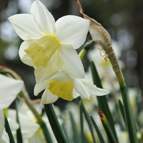 Botanische Narcis Sailboat         (Narcis Jonquilla)  Zeer rijkbloeiend en heerlijk geurend