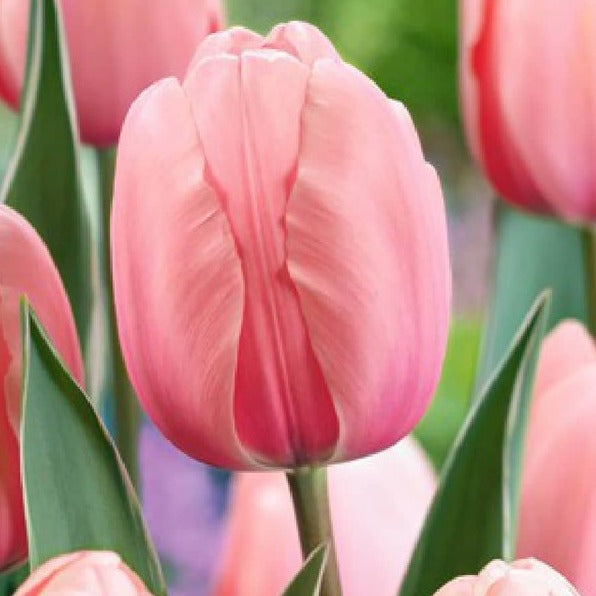 Tulp Darwin Salmon impression      Een hele mooie zalmkleurige tulp. Deze Darwin heeft hele grote bloemen op stevige, lange stelen.  