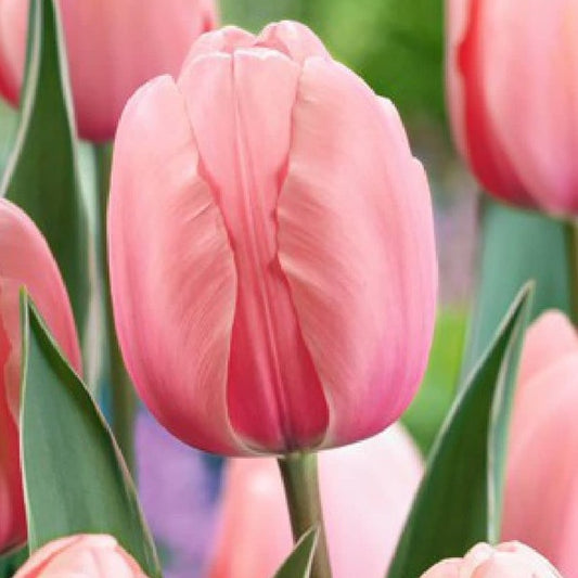Tulp Darwin Salmon impression      Een hele mooie zalmkleurige tulp. Deze Darwin heeft hele grote bloemen op stevige, lange stelen.  
