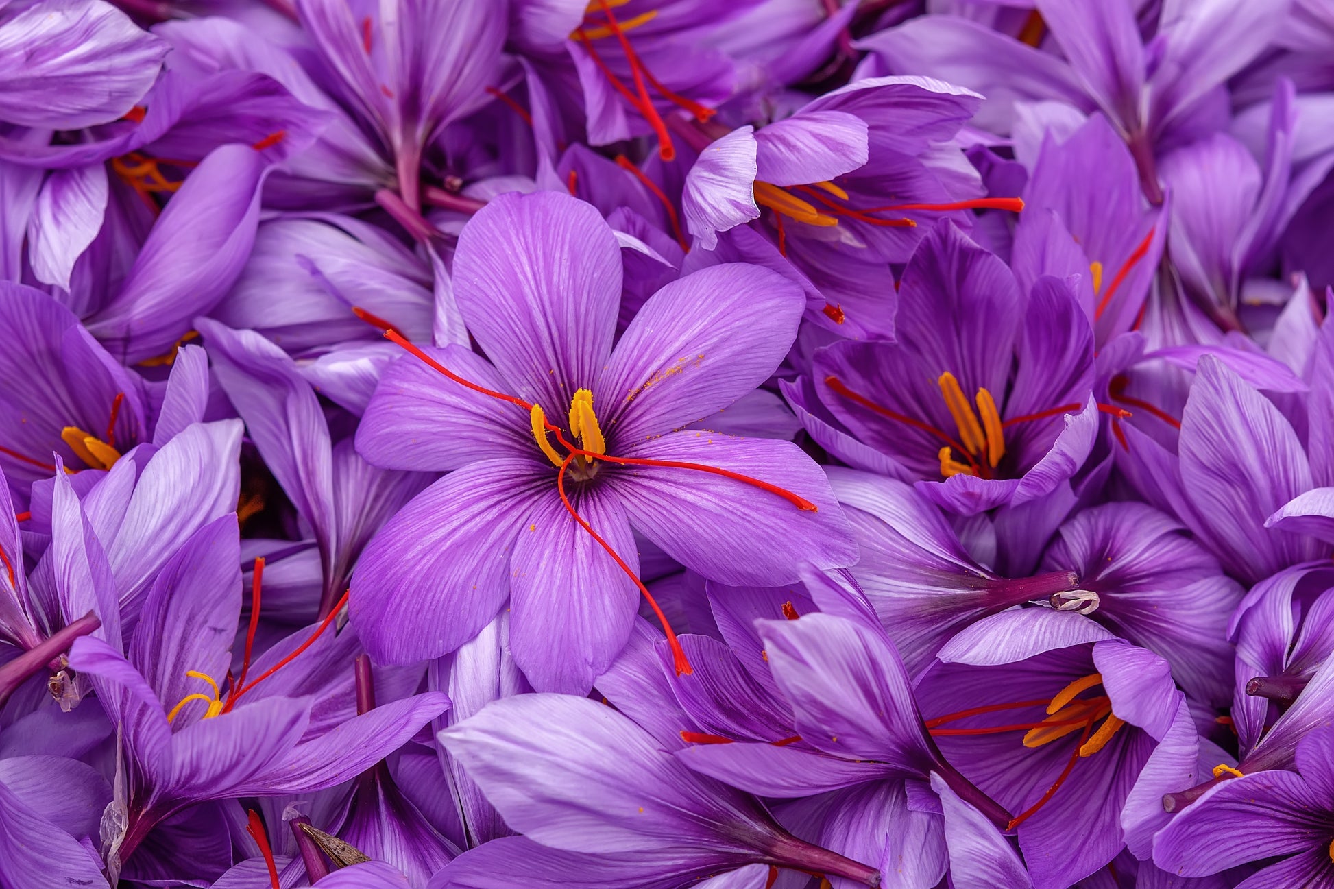 Krokus Sativus
